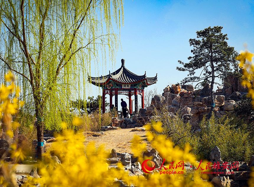 雄安郊野公園內(nèi)迎春花開，柳樹抽芽。人民網(wǎng)宋燁文攝