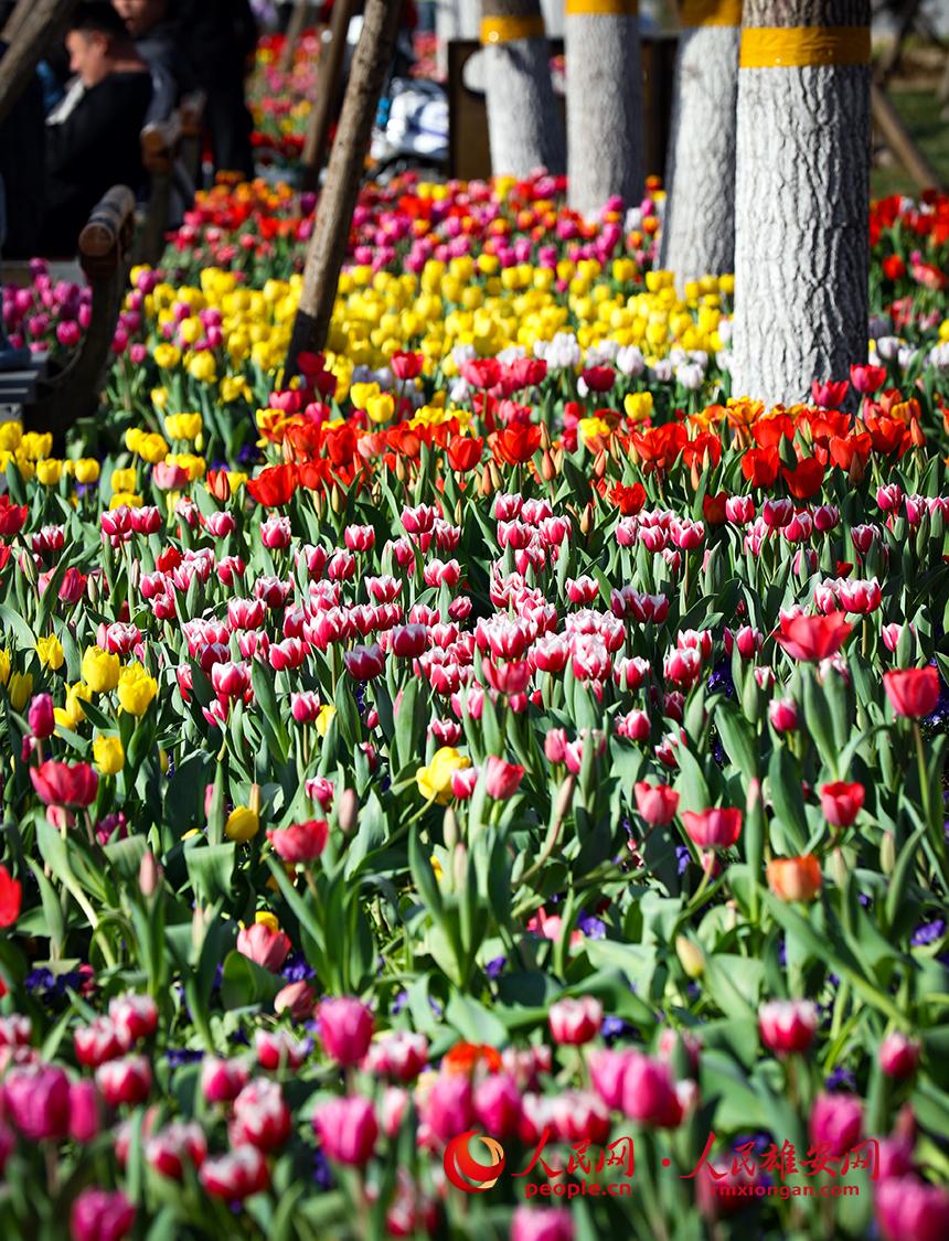 雄安悅?cè)莨珗@郁金香盛放。人民網(wǎng)宋燁文攝