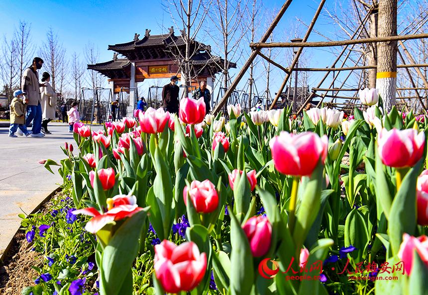 雄安悅?cè)莨珗@郁金香盛放，吸引了眾多游客前來踏青賞花。人民網(wǎng)宋燁文攝