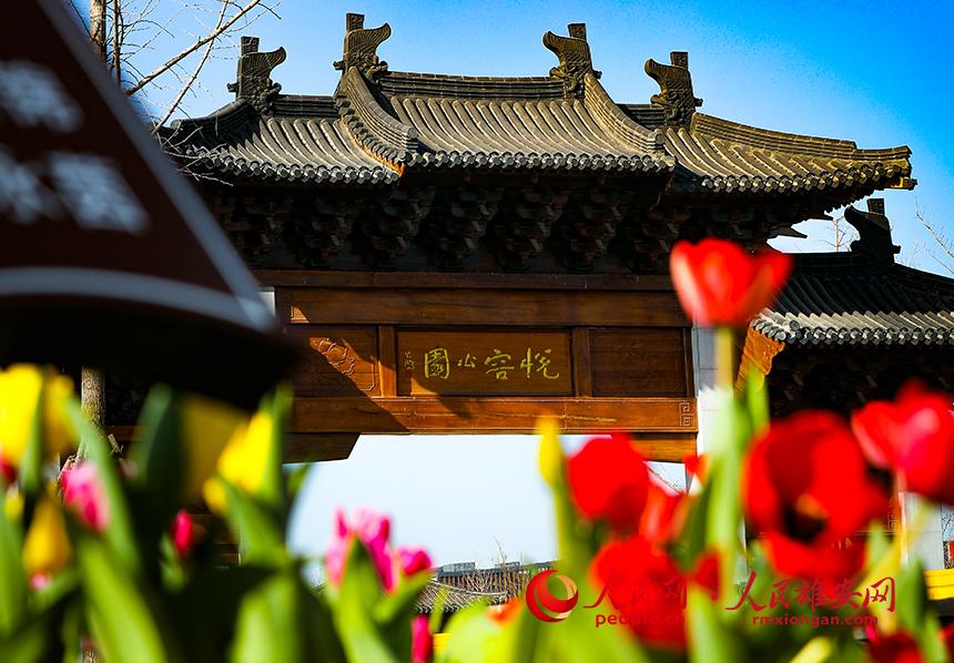 雄安悅?cè)莨珗@郁金香盛放。人民網(wǎng)宋燁文攝