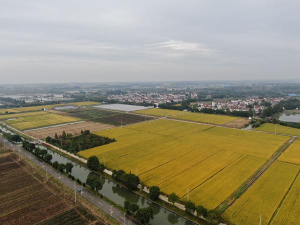 雙游村。受訪者供圖