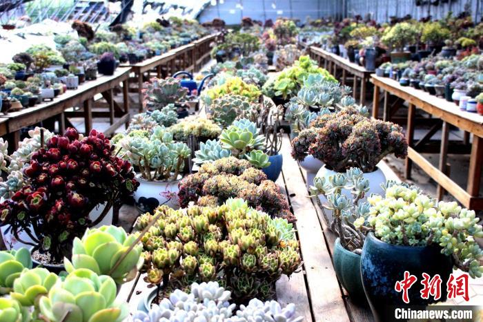 多肉變“多金”河北返鄉(xiāng)“新農(nóng)人”的致富經(jīng)